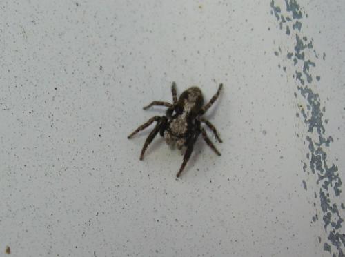 Pseudeuophrys lanigera