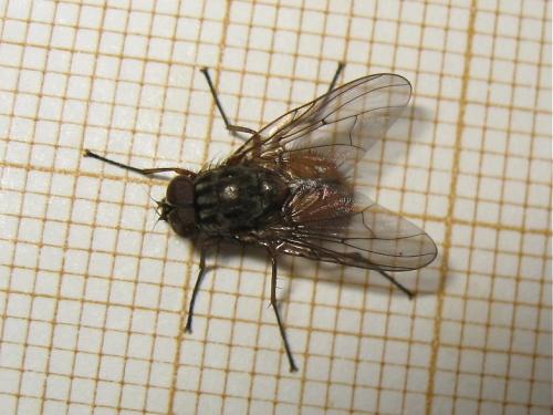 Phaonia subventa