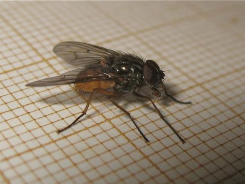 Phaonia subventa