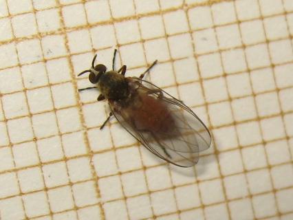 Réf. 157 089 : Simulium sp.