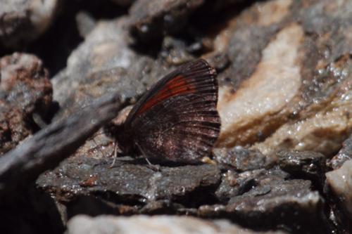 Erebia aethiopellus