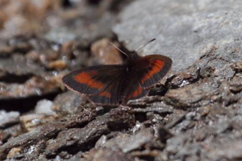 Erebia aethiopellus