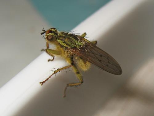 Scathophaga stercoraria
