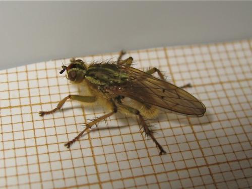 Scathophaga stercoraria