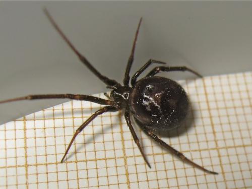 Steatoda grossa