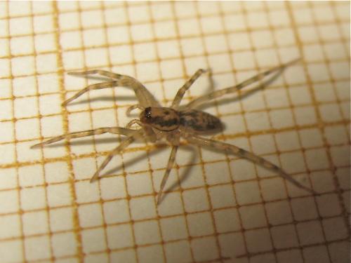 Liocranum rupicola