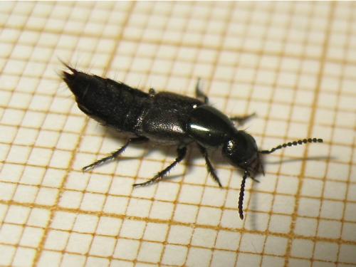 Réf. 157 883 : Philonthus sp.