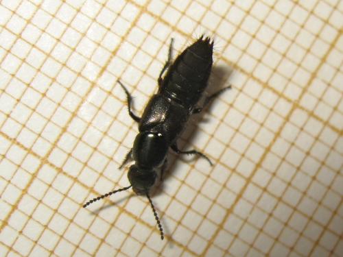 Réf. 157 884 : Philonthus sp.