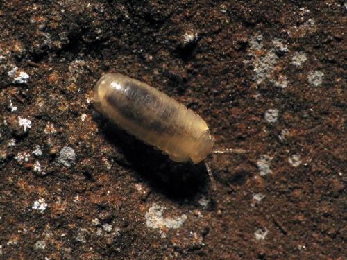 Geoglomeris provincialis