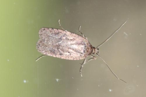 Agonopterix sp.