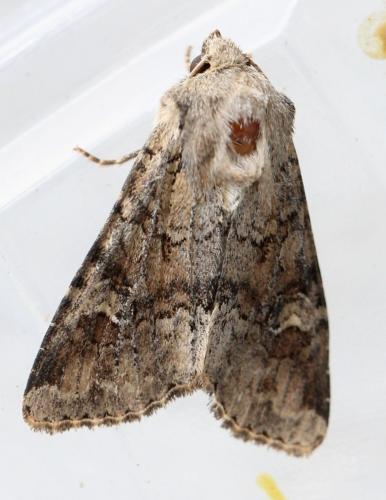 Réf. 157 163 : Apamea sordens