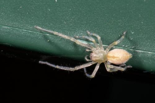 Réf. 157 083 : Cheiracanthium mildei