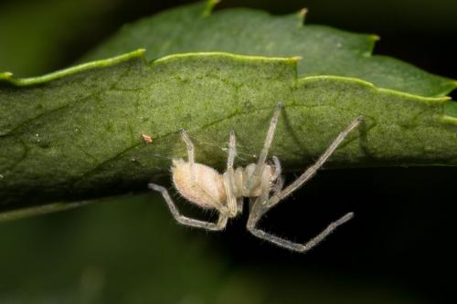 Réf. 157 084 : Cheiracanthium mildei