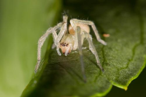 Réf. 157 011 : Cheiracanthium mildei