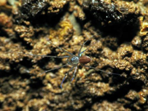 Leptoneta sp.