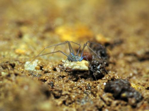 Leptoneta sp.