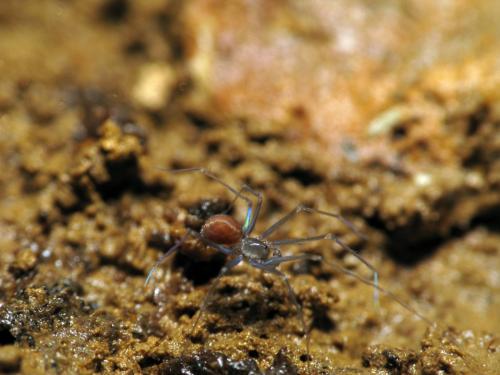 Leptoneta sp.