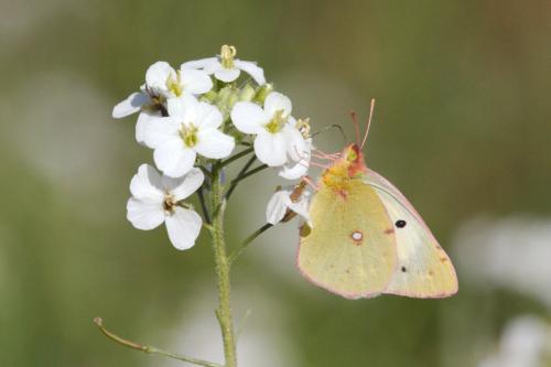 Colias croceus