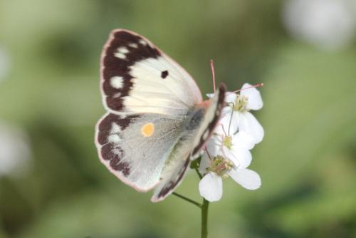 Colias croceus