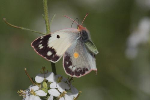 Colias croceus