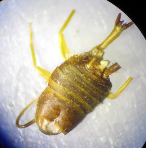 Réf. 157 714 : Myrmecophilus gallicus