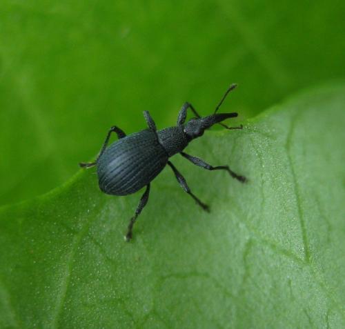 Oxystoma ochropus