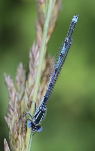 Erythromma lindenii