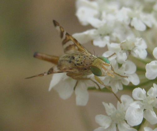 Réf. 157 214 : Chaetorellia jaceae