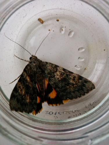 Réf. 157 385 : Catocala kuangtungensis