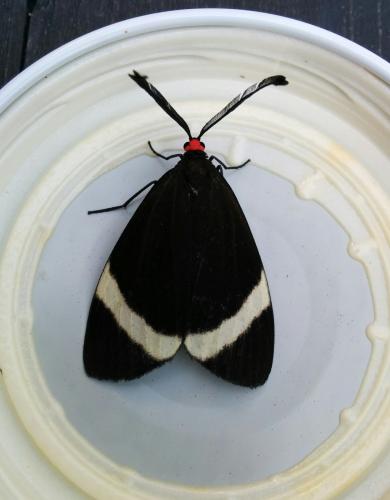 Pidorus atratus