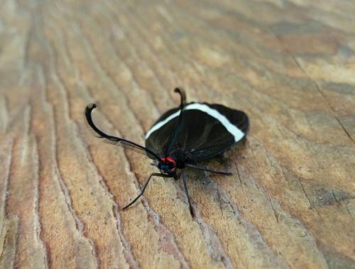 Pidorus atratus