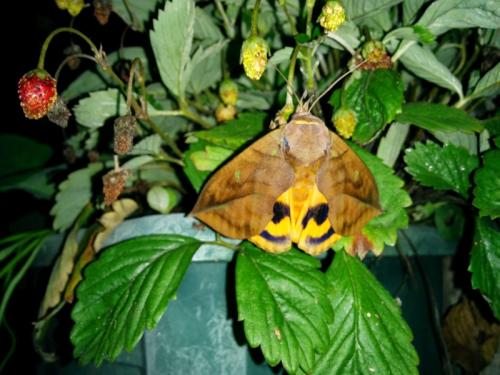 Réf. 157 320 : Eudocima tyrannus