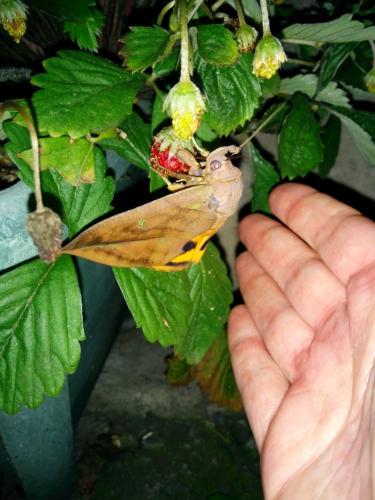 Réf. 157 321 : Eudocima tyrannus