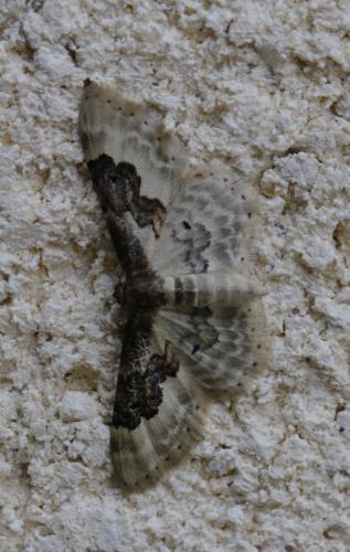 Réf. 157 245 : Idaea rusticata