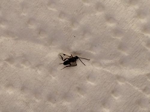 Microgastrinae
