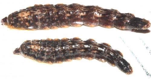 Odontomyia annulata