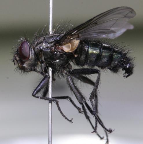 Réf. 157 867 : Bellardia vulgaris