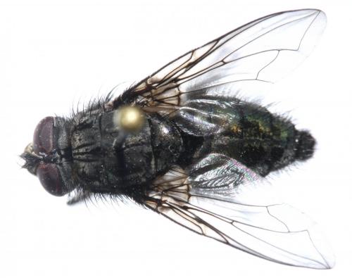 Réf. 157 868 : Bellardia vulgaris