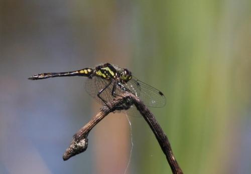 Réf. 157 195 : Sympetrum danae