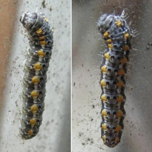Bryophila sp.