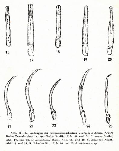 Gnathoncus divers
