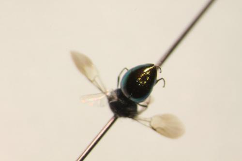 Elampini