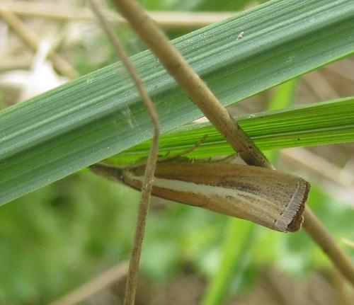 Agriphila selasella