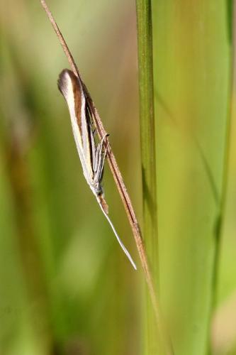 Coleophora conspicuella