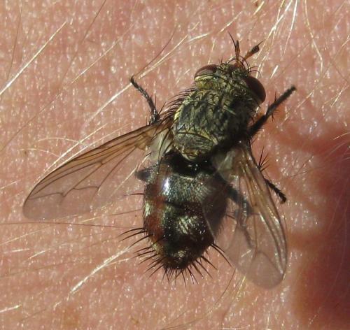 Peleteria iavana