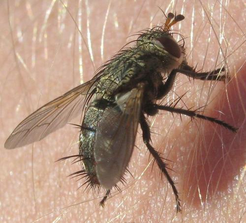 Peleteria iavana