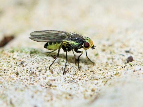 Napomyza sp.
