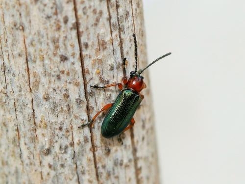Réf. 157 640 : Oulema sp.