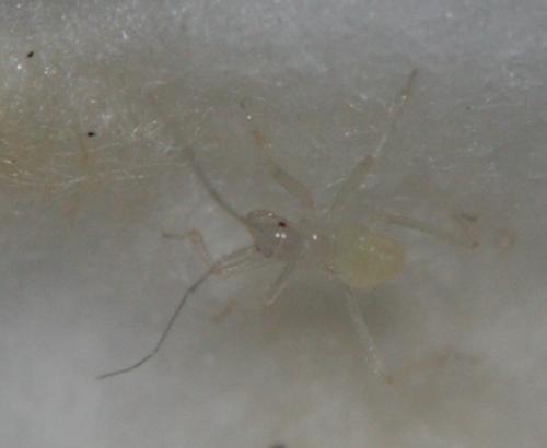 Reduvius personatus