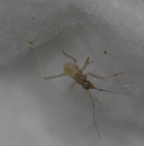 Reduvius personatus